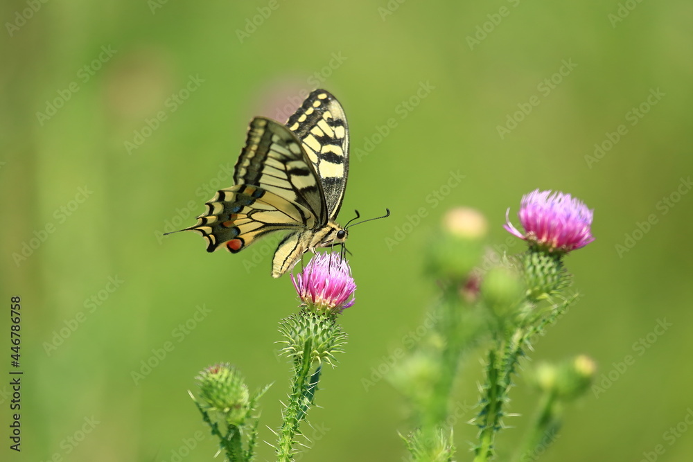 Swallowtail on flowers, one of the biggest European butterflies Swallowtail on flowers, one of the biggest European butterflies