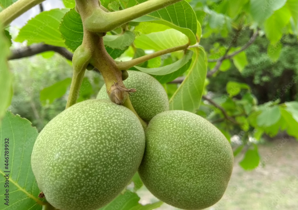 Walnut trees have long compound leaves with 5 to 23 shortstalked