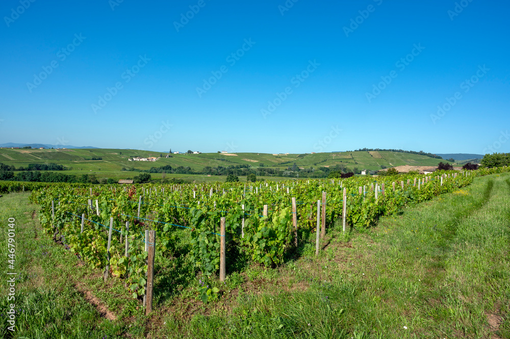 Paysage de vignes sur les coteaux du Moulin à Vent dans le Beaujolais en France en été