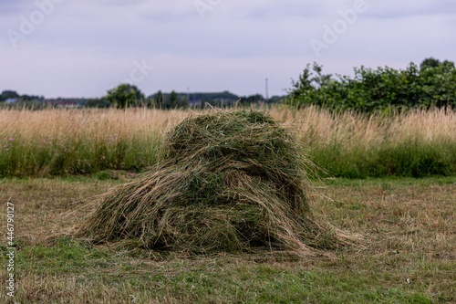 hay bales in the field