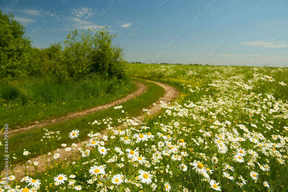 Dirt road among the fields with daisies. Wonderful summer countryside landscape.

