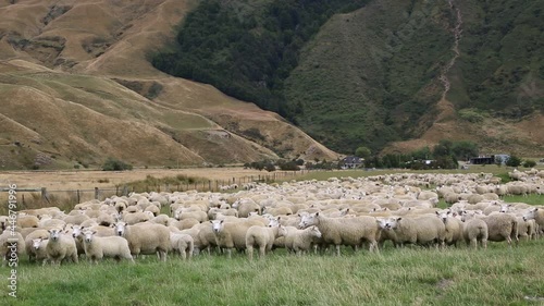 Sheep herd - New Zealand