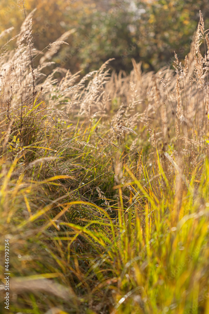 A field in autumn light A field in autumn light