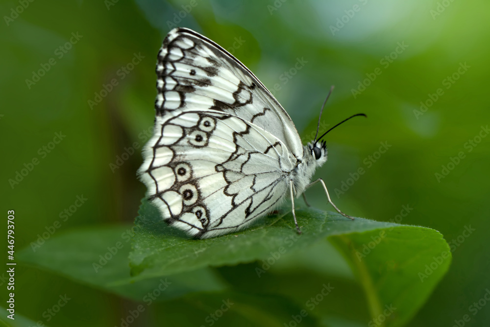 Macro shots, Beautiful nature scene. Closeup beautiful butterfly sitting on the flower in a summer garden. Macro shots, Beautiful nature scene. Closeup beautiful butterfly sitting on the flower in a summer garden.