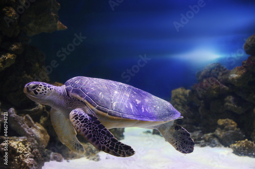 Fototapeta Naklejka Na Ścianę i Meble -  Beautiful turtle swimming in clear aquarium water