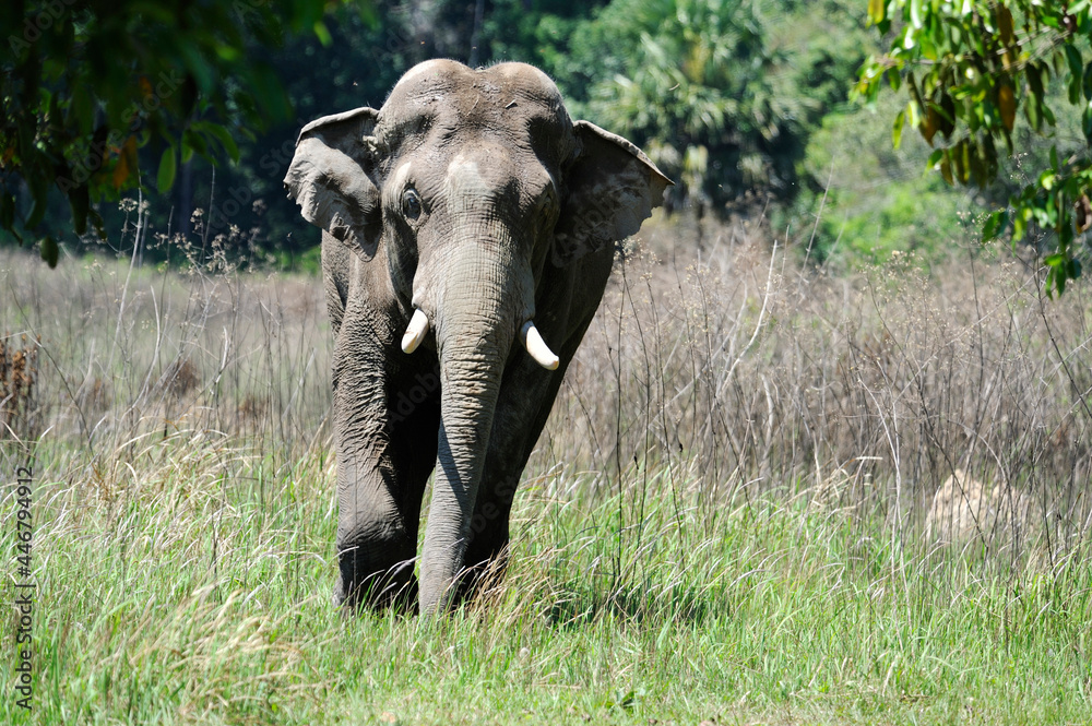Obraz premium Asian elephant in Khao Yai National Park,Thailand