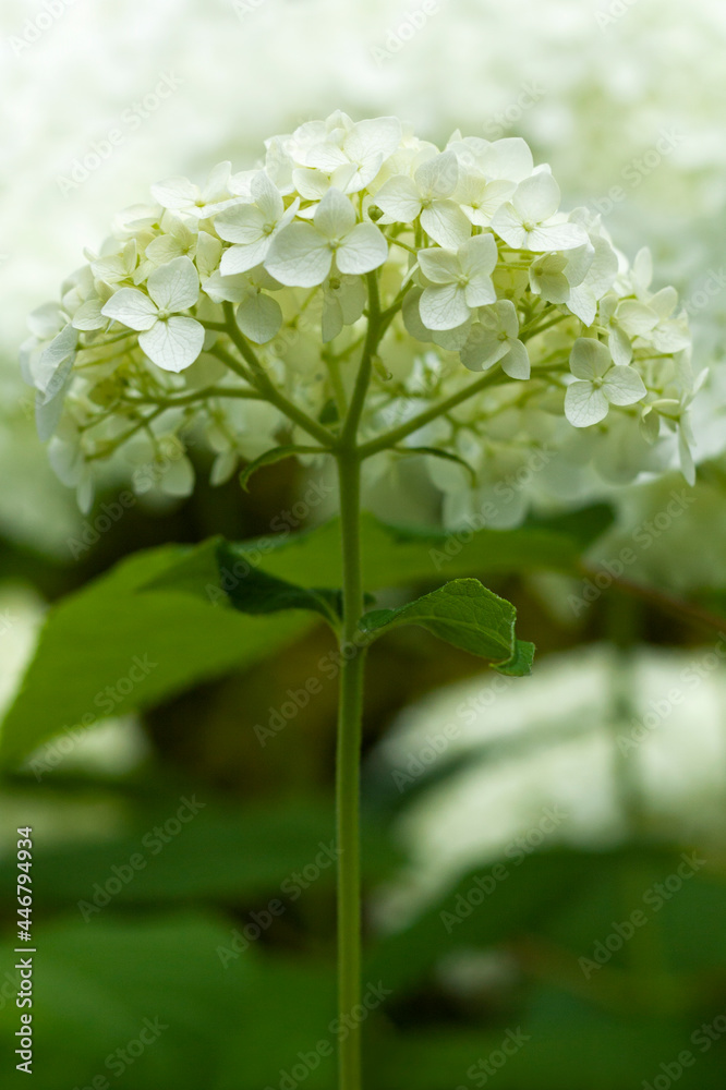 White flowering hydrangea