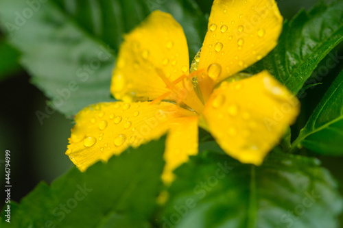 Raindrops on damiana (Turnera diffusa)  flower, Vietnam