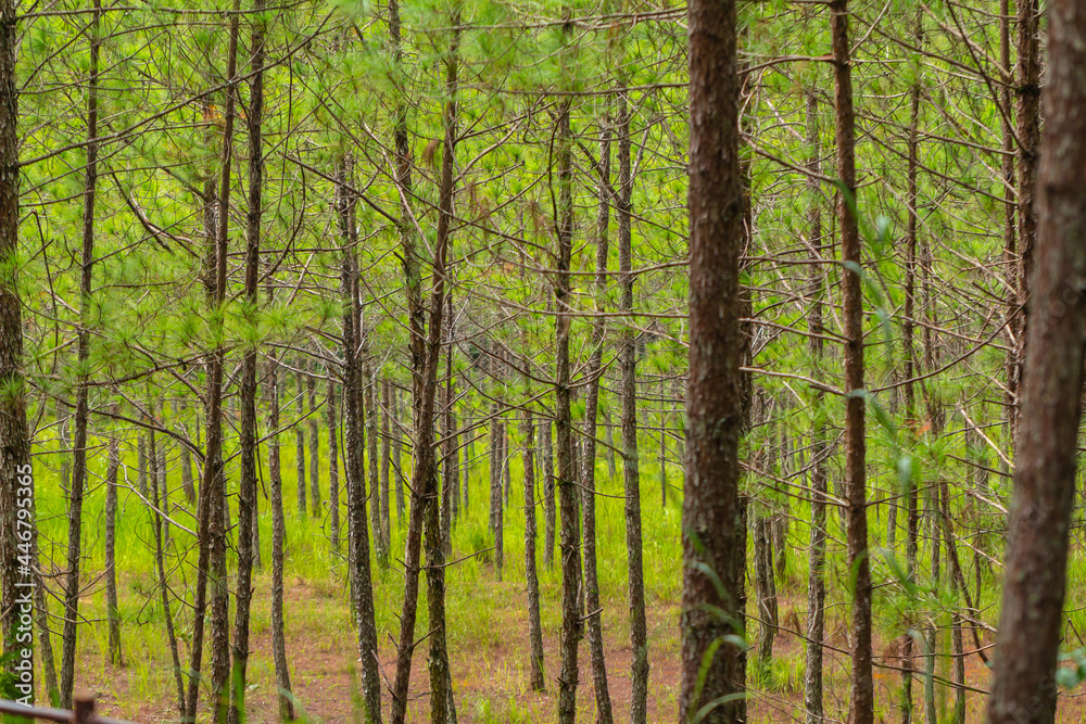 Pine trees with needles in the pine forest, Dalat Pine trees with needles in the pine forest, Dalat