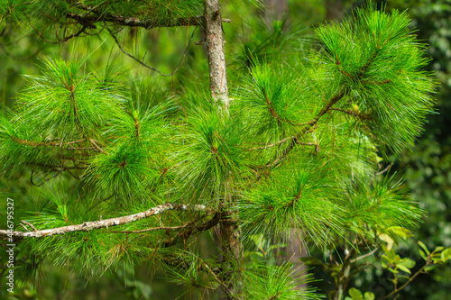 Pine trees with needles in the pine forest, Dalat