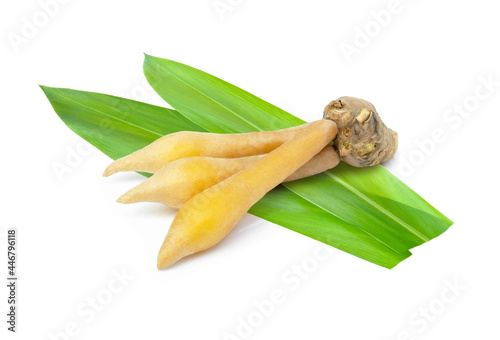 Finger root (Chinese Ginger, Galingale, Kaempfer,  photo