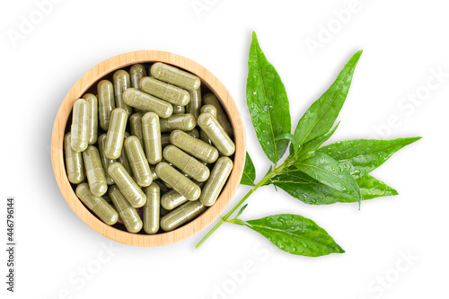 Andrographis paniculata leaf and powder herbal capsules  photo
