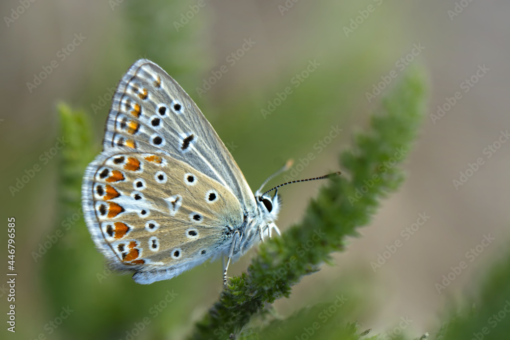 Macro shots, Beautiful nature scene. Closeup beautiful butterfly sitting on the flower in a summer garden. Macro shots, Beautiful nature scene. Closeup beautiful butterfly sitting on the flower in a summer garden.