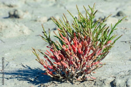 Red samphire or salicornia plants in cracked grey coloured clay at the seashore of the Black Sea at low tide. photo