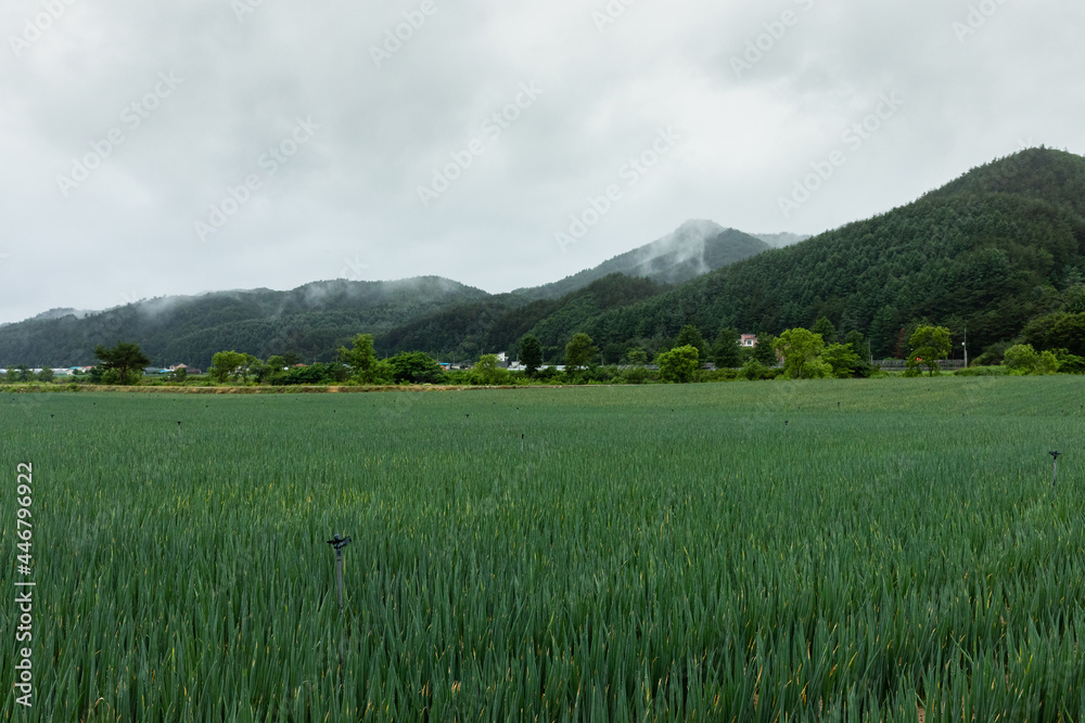This is the scenery of Welsh onion field in Gangwon-do, Korea, where it rains lightly and cloudy.