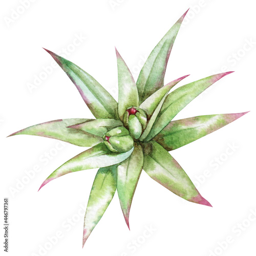 Watercolor drawing. Green lily bud. Print