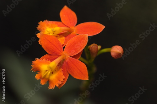 epidendrum radicans orchid