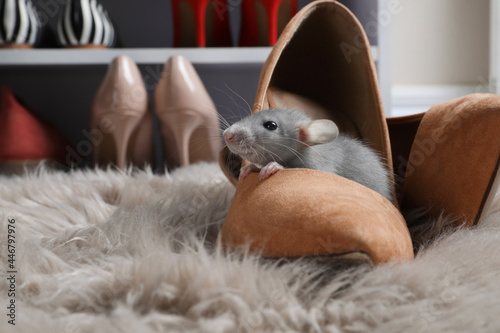 Cute grey rat in female shoe on fuzzy rug indoors. Space for text