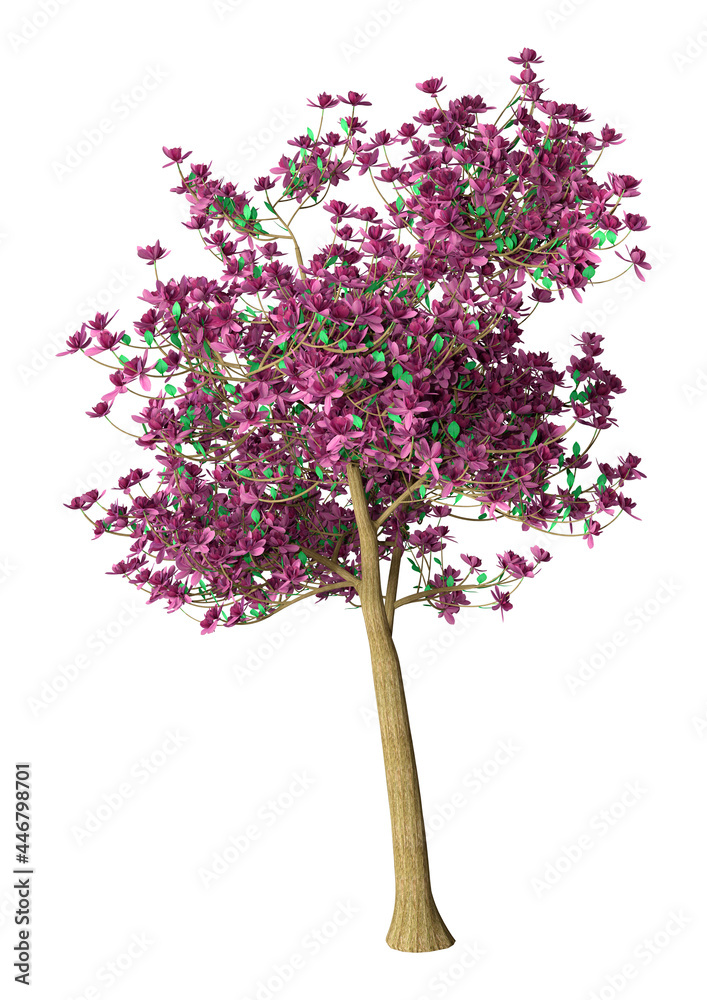 Obraz premium 3D Rendering Magnolia Tree on White