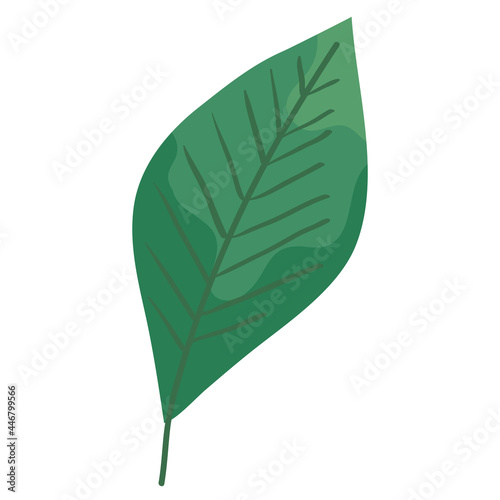 leaf nature icon
