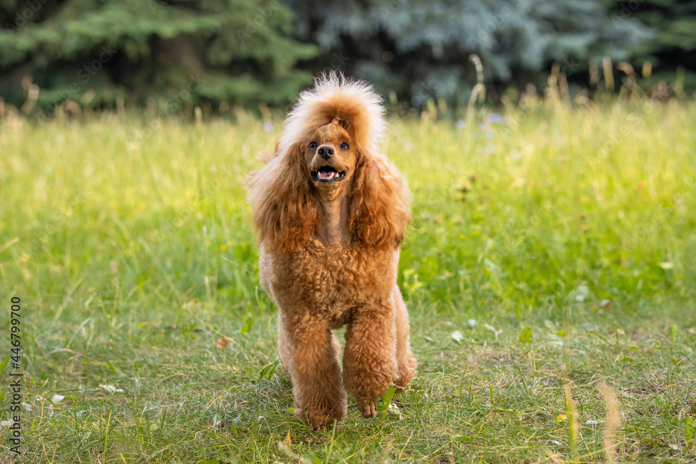 A beautiful young groomed thoroughbred red poodle stands on green grass in a summer city park A beautiful young groomed thoroughbred red poodle stands on green grass in a summer city park