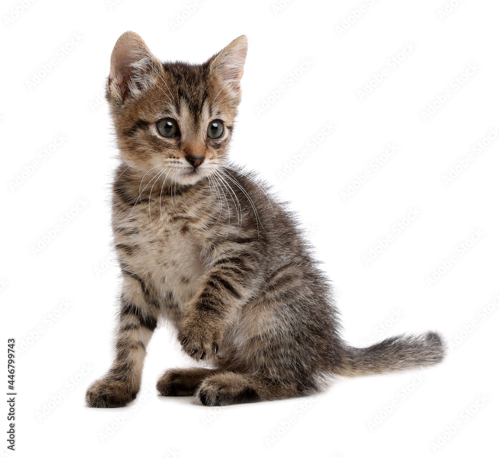 Cute little kitten sitting on white background