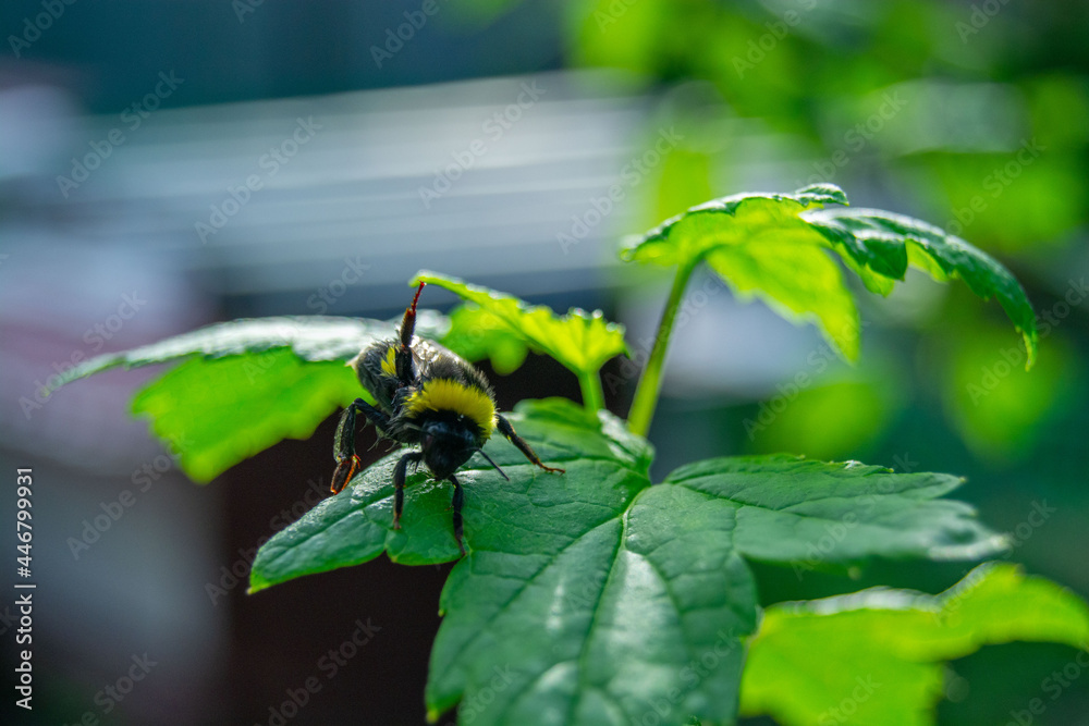 Fototapeta premium bee and leaf