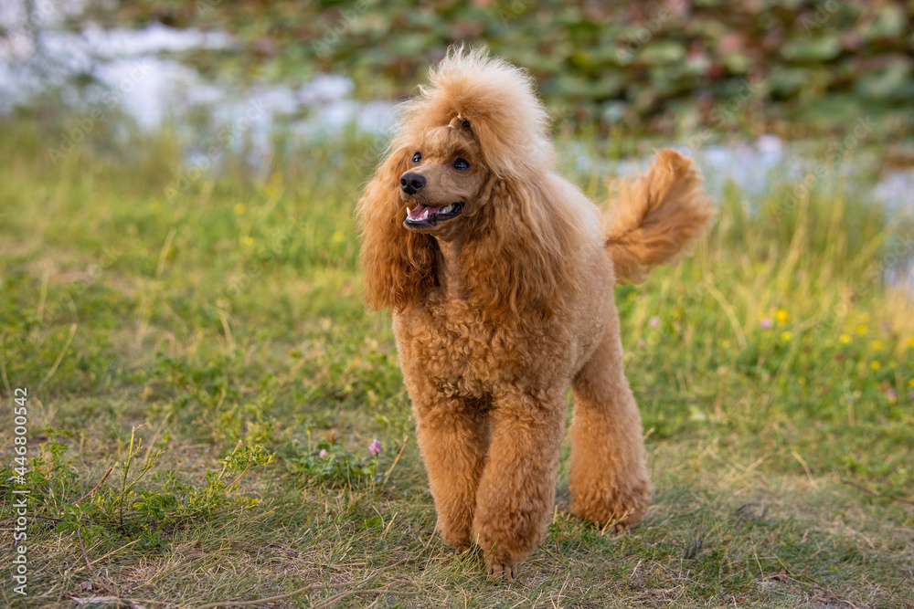 A beautiful happy young groomed thoroughbred red poodle stands by the pond  in a summer city park.