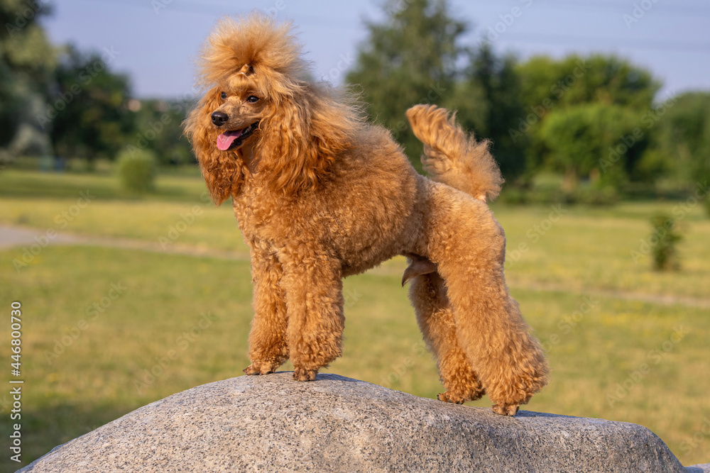 A beautiful young groomed thoroughbred red poodle stands on big boulder in a sunny city park