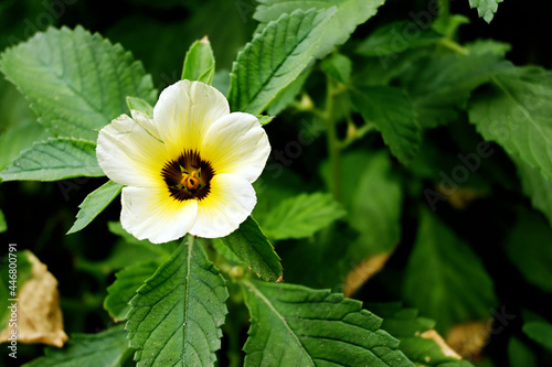 Eight o'clock flower - Turnera subulata. This yellowish white flower is a type of plant that is similar to Turnera ulmifolia or West Indian Holly