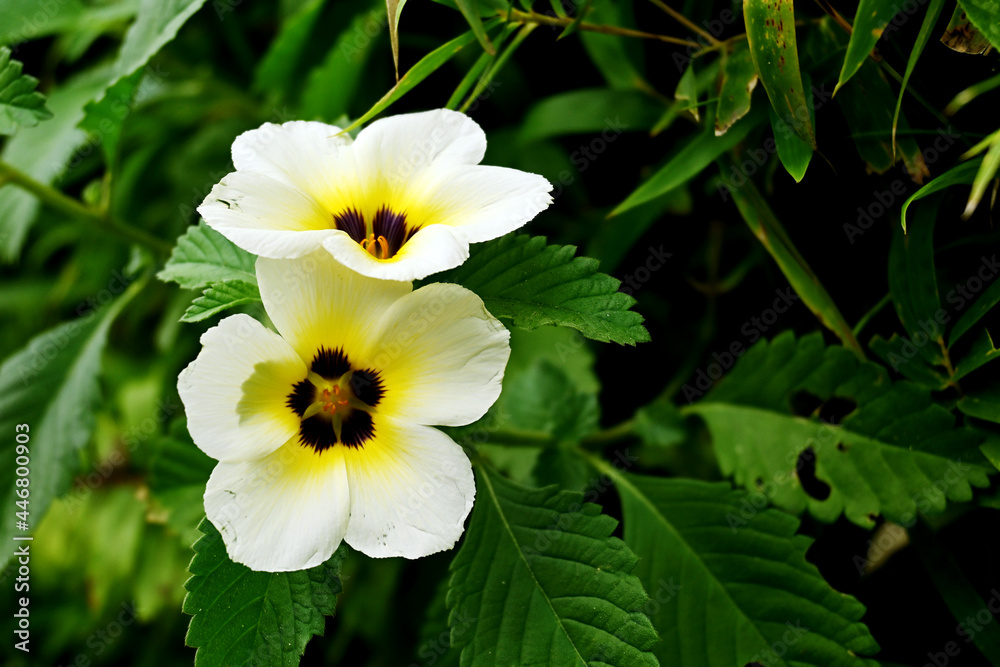 Eight o'clock flower - Turnera subulata. This yellowish white flower is a type of plant that is similar to Turnera ulmifolia or West Indian Holly Eight o'clock flower - Turnera subulata. This yellowish white flower is a type of plant that is similar to Turnera ulmifolia or West Indian Holly