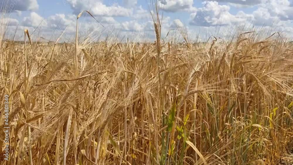 Ripe rye in the agricultural field. The ears of rye are fluttering in the wind. The harvest is in progress. Summer video footage from Belarus.
Ripe rye in the agricultural field. The ears of rye are fluttering in the wind. The harvest is in progress. Summer video footage from Belarus.