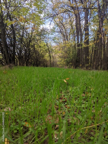 spring in the forest