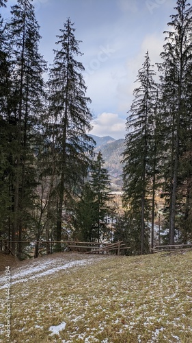 winter forest in the mountains