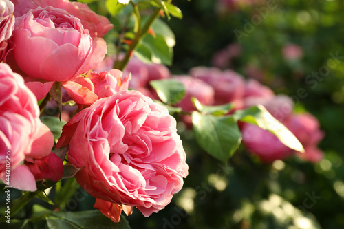 Fototapeta Naklejka Na Ścianę i Meble -  Beautiful blooming pink roses on bush outdoors, closeup. Space for text
