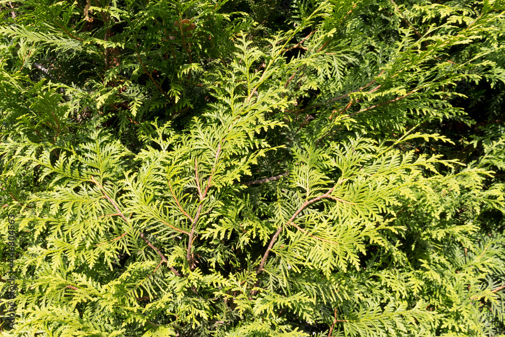 Thuja western Smaragd closeup, full frame, background. Thuja western Smaragd closeup, full frame, background.