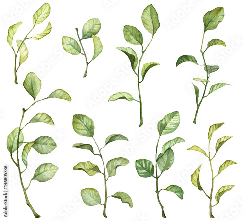 Set of watercolor green leaves on twigs isolated on white background. Hand painted botanical illustrations. Scanned raster clip art. Separate 8 floral objects