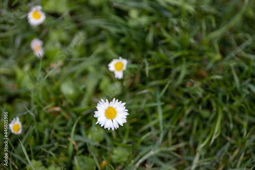 Many small daisies bloom in the meadow. © DEWI-Stockphotos