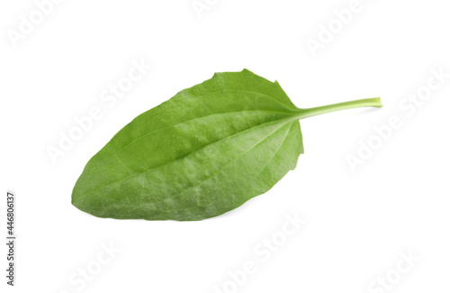 Fresh green broadleaf plantain leaf isolated on white