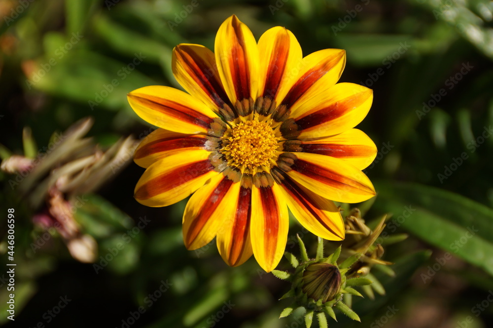 yellow flower in the garden yellow flower in the garden