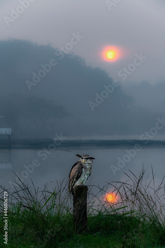 Night watcher. This owl, with scientific name of Bubo Sumatranus Owl, is standing on the pole at the side of pond in the morning while sun rise as a background.