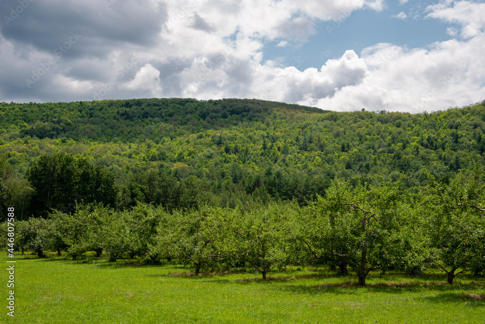 Apple trees at the bottom of a mountain in the Adirondacks in summer