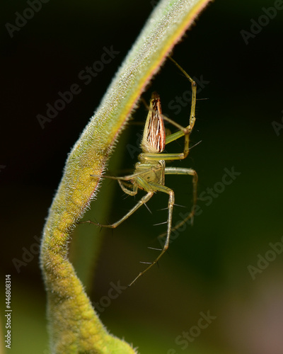 Spiders ambush waiting for their prey on the branches. © Pornlert Meekaew
