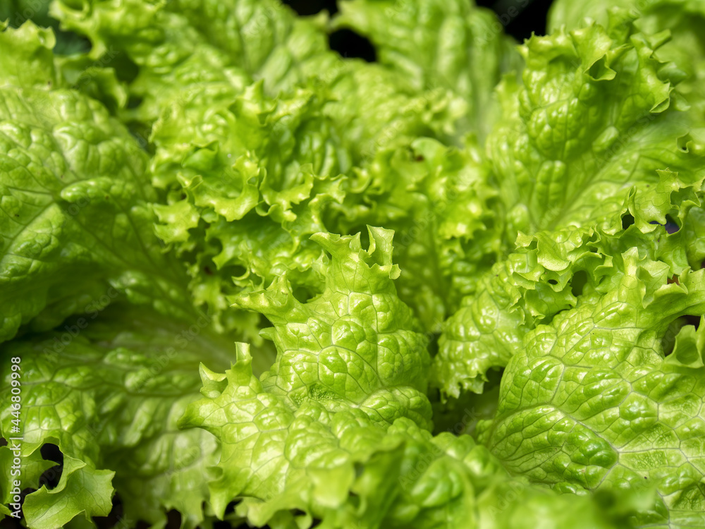 Macro photography of looseleaf lettuce leaves, captured at a garden near the town of Arcabuco in central Colombia. Macro photography of looseleaf lettuce leaves, captured at a garden near the town of Arcabuco in central Colombia.