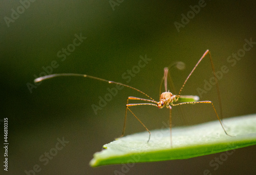 macro shot of an insect sitting on a green leave. © ManuelEddy