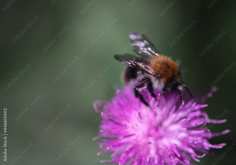 Hummel auf lila Blume, close up, Hintergrund grün/schwarz Hummel auf lila Blume, close up, Hintergrund grün/schwarz
