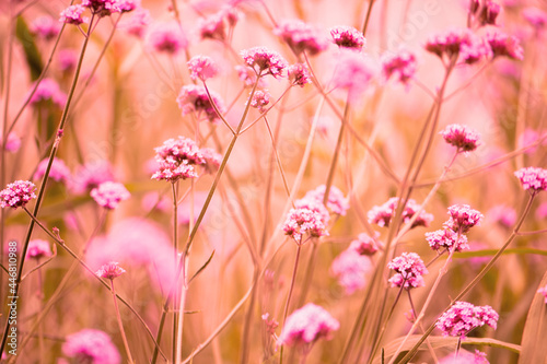 Sommer Momente. Eisenkraut - Verbena bonariensis in rosa/pink/orange/grün Touch photo