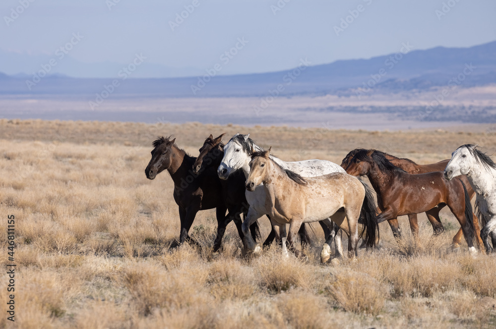 Beautiful Wild Horses in Utah in Springtime Beautiful Wild Horses in Utah in Springtime
