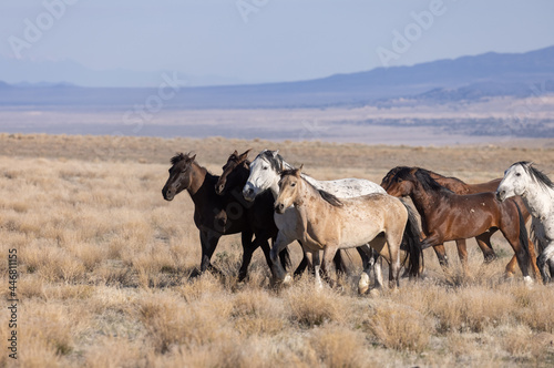 Beautiful Wild Horses in Utah in Springtime