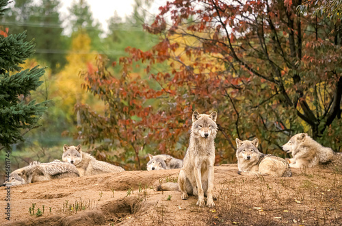 Loup Canis lycaon, dans la forêt au Québec Canada © Andre